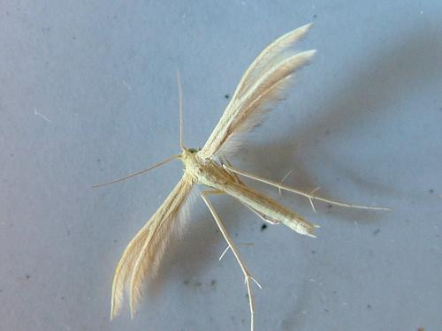 Réf. 236 766 : Merrifieldia sp.